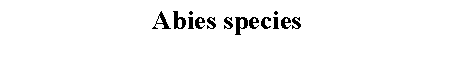 Text Box: Abies species 