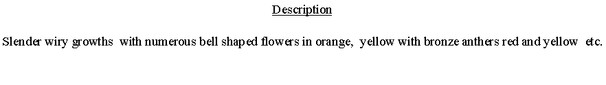 Text Box: DescriptionSlender wiry growths  with numerous bell shaped flowers in orange,  yellow with bronze anthers red and yellow  etc.  