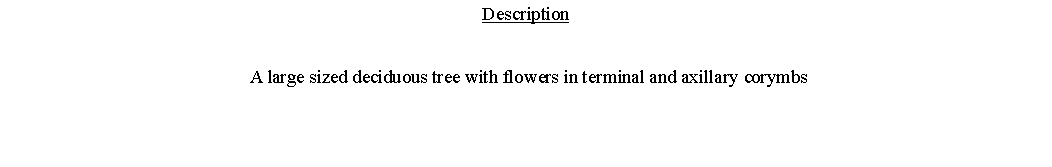 Text Box: Description A large sized deciduous tree with flowers in terminal and axillary corymbs