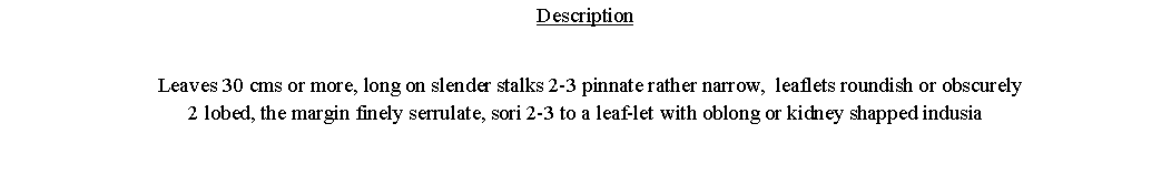 Text Box: Description  Leaves 30 cms or more, long on slender stalks 2-3 pinnate rather narrow,  leaflets roundish or obscurely
2 lobed, the margin finely serrulate, sori 2-3 to a leaf-let with oblong or kidney shapped indusia 
