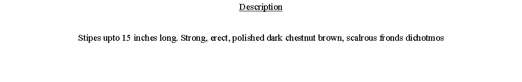 Text Box: DescriptionStipes upto 15 inches long. Strong, erect, polished dark chestnut brown, scalrous fronds dichotmos 