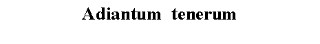 Text Box: Adiantum  tenerum 