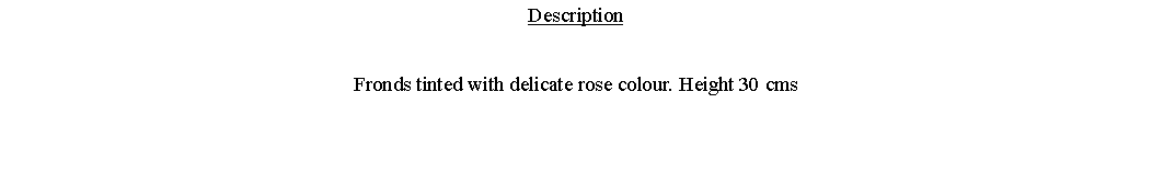 Text Box: DescriptionFronds tinted with delicate rose colour. Height 30 cms 