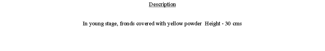 Text Box: DescriptionIn young stage, fronds covered with yellow powder  Height - 30 cms 