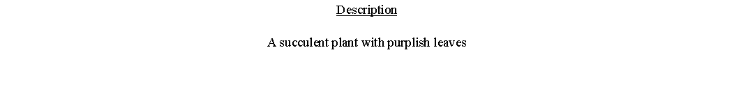 Text Box: DescriptionA succulent plant with purplish leaves 
