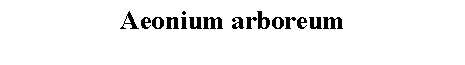 Text Box: Aeonium arboreum 