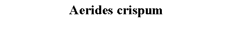 Text Box: Aerides crispum 