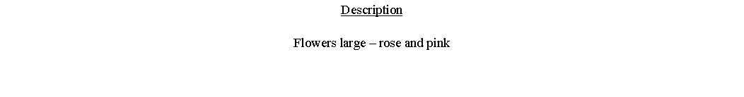 Text Box: DescriptionFlowers large – rose and pink 