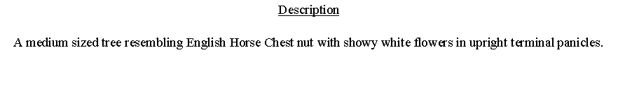 Text Box: DescriptionA medium sized tree resembling English Horse Chest nut with showy white flowers in upright terminal panicles. 