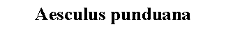 Text Box: Aesculus punduana 