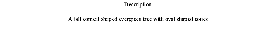 Text Box: DescriptionA tall conical shaped evergreen tree with oval shaped cones 