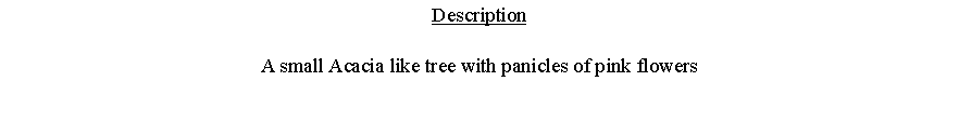 Text Box: DescriptionA small Acacia like tree with panicles of pink flowers 