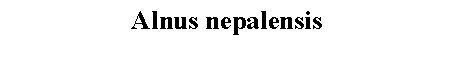 Text Box: Alnus nepalensis 