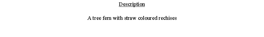Text Box: DescriptionA tree fern with straw coloured rechises 