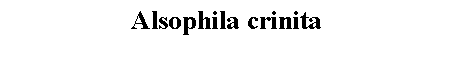 Text Box: Alsophila crinita 