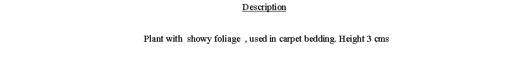 Text Box: Description  Plant with  showy foliage  , used in carpet bedding. Height 3 cms 