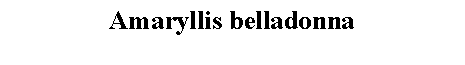 Text Box: Amaryllis belladonna 