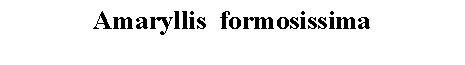 Text Box: Amaryllis  formosissima 