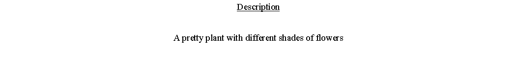 Text Box: DescriptionA pretty plant with different shades of flowers 