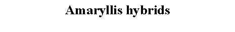 Text Box: Amaryllis hybrids 