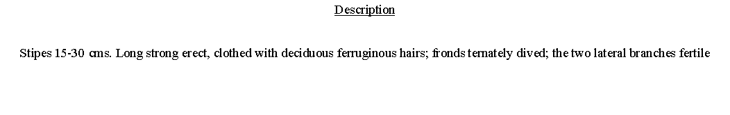 Text Box: DescriptionStipes 15-30 cms. Long strong erect, clothed with deciduous ferruginous hairs; fronds ternately dived; the two lateral branches fertile 