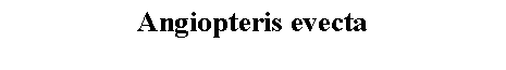 Text Box: Angiopteris evecta 