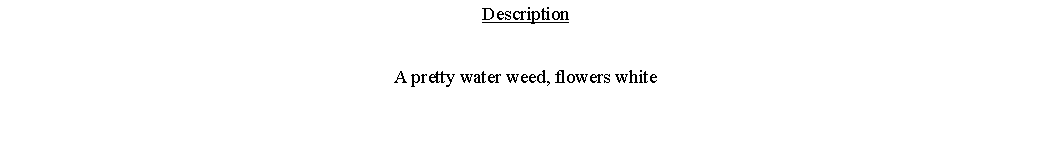 Text Box: DescriptionA pretty water weed, flowers white 