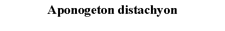 Text Box: Aponogeton distachyon 