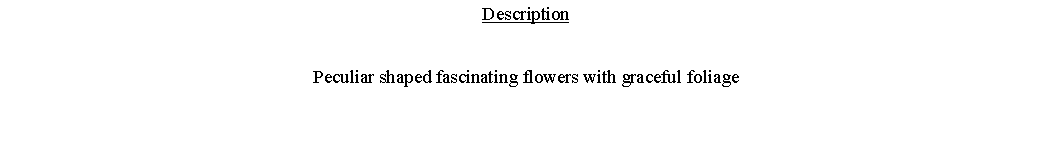 Text Box: DescriptionPeculiar shaped fascinating flowers with graceful foliage 