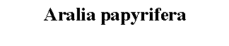 Text Box: Aralia papyrifera 