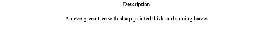Text Box: DescriptionAn evergreen tree with sharp pointed thick and shining leaves 
