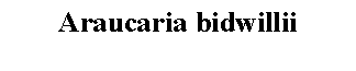 Text Box: Araucaria bidwillii 