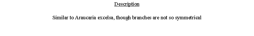 Text Box: DescriptionSimilar to Araucaria excelsa, though branches are not so symmetrical 