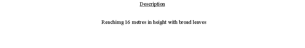 Text Box: Description  Reachimg 16 metres in height with broad leaves 