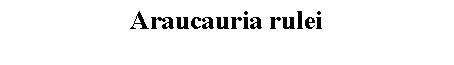 Text Box: Araucauria rulei 