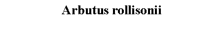 Text Box: Arbutus rollisonii 