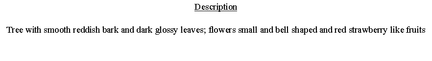 Text Box: DescriptionTree with smooth reddish bark and dark glossy leaves; flowers small and bell shaped and red strawberry like fruits 