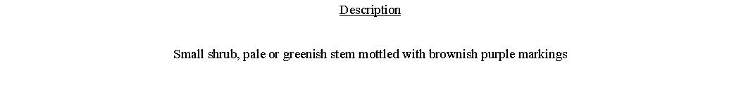 Text Box: DescriptionSmall shrub, pale or greenish stem mottled with brownish purple markings 