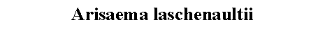 Text Box: Arisaema laschenaultii 