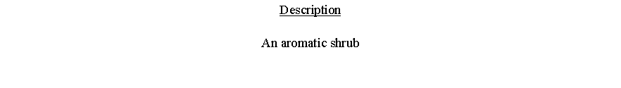 Text Box: DescriptionAn aromatic shrub 