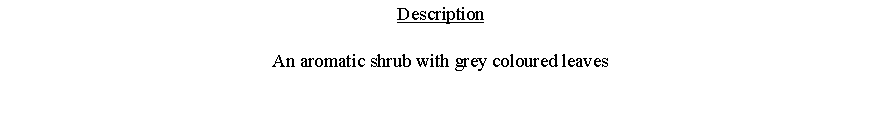 Text Box: DescriptionAn aromatic shrub with grey coloured leaves 