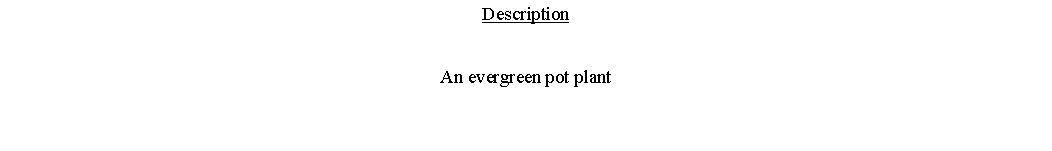Text Box: DescriptionAn evergreen pot plant 