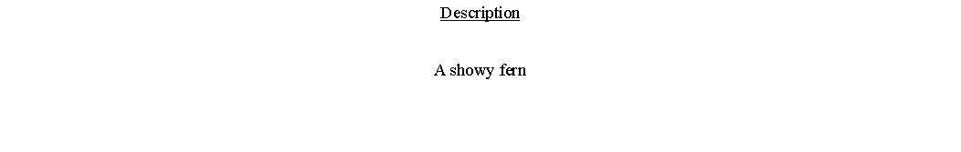 Text Box: DescriptionA showy fern 