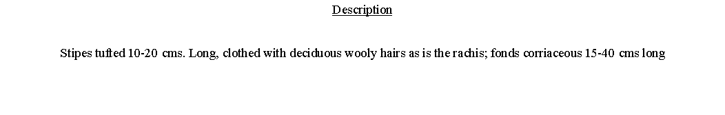 Text Box: DescriptionStipes tufted 10-20 cms. Long, clothed with deciduous wooly hairs as is the rachis; fonds corriaceous 15-40 cms long 