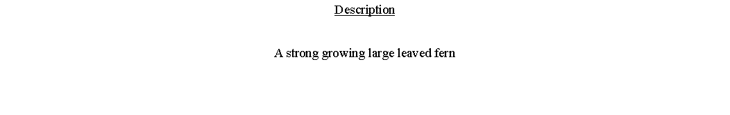 Text Box: DescriptionA strong growing large leaved fern 