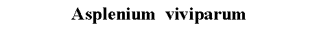 Text Box: Asplenium  viviparum 