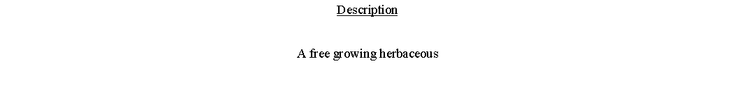 Text Box: DescriptionA free growing herbaceous 