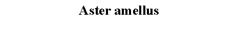 Text Box: Aster amellus 