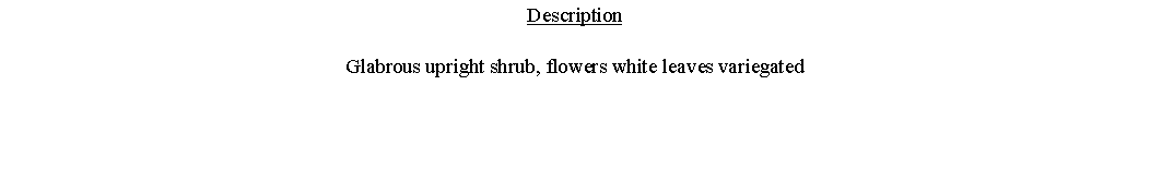 Text Box: DescriptionGlabrous upright shrub, flowers white leaves variegated 