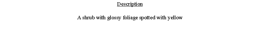 Text Box: DescriptionA shrub with glossy foliage spotted with yellow 